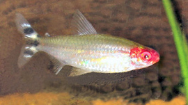 RummynoseTetra