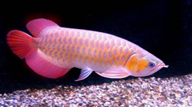 arowana1
