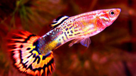 guppy2
